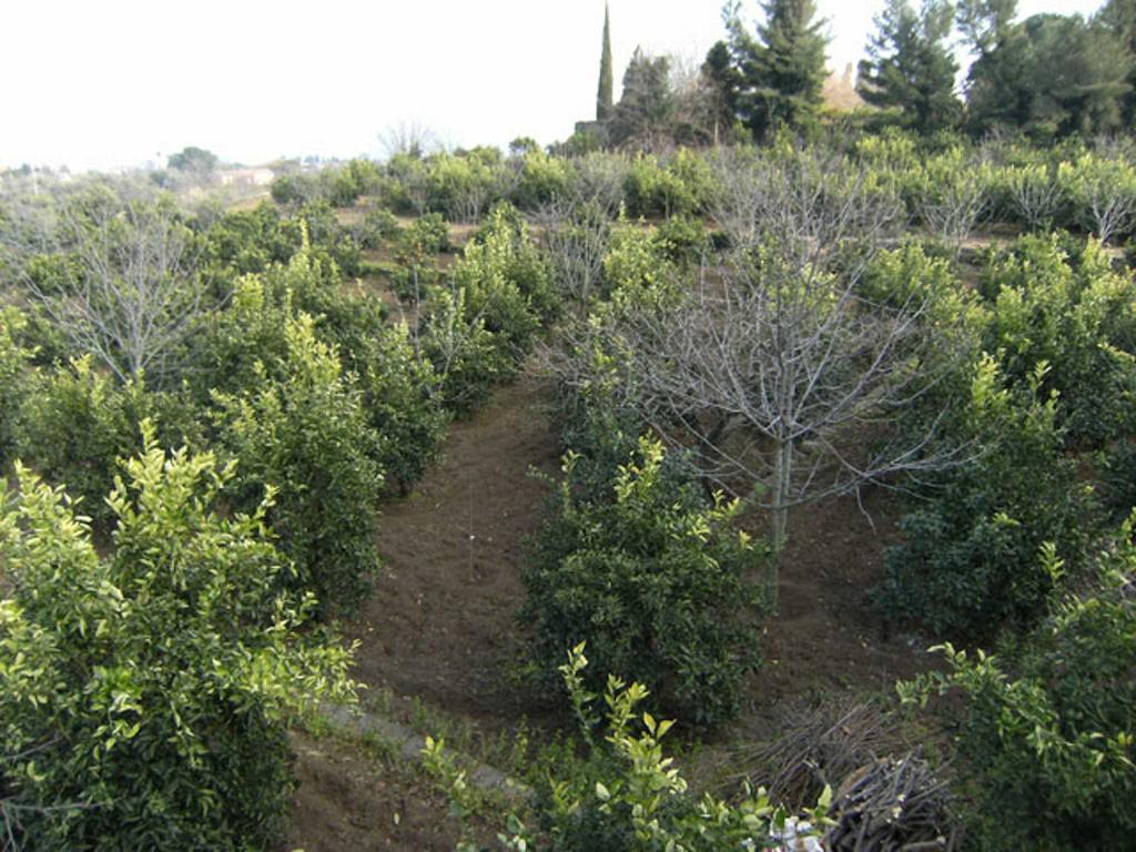 Baglio Delle Rose Bed & Breakfast Giarre Bagian luar foto