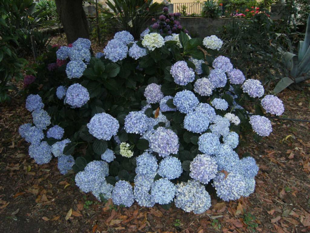 Baglio Delle Rose Bed & Breakfast Giarre Bagian luar foto