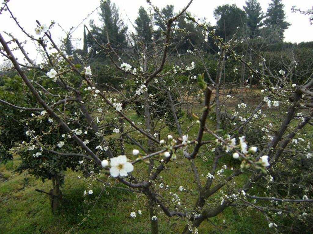 Baglio Delle Rose Bed & Breakfast Giarre Bagian luar foto